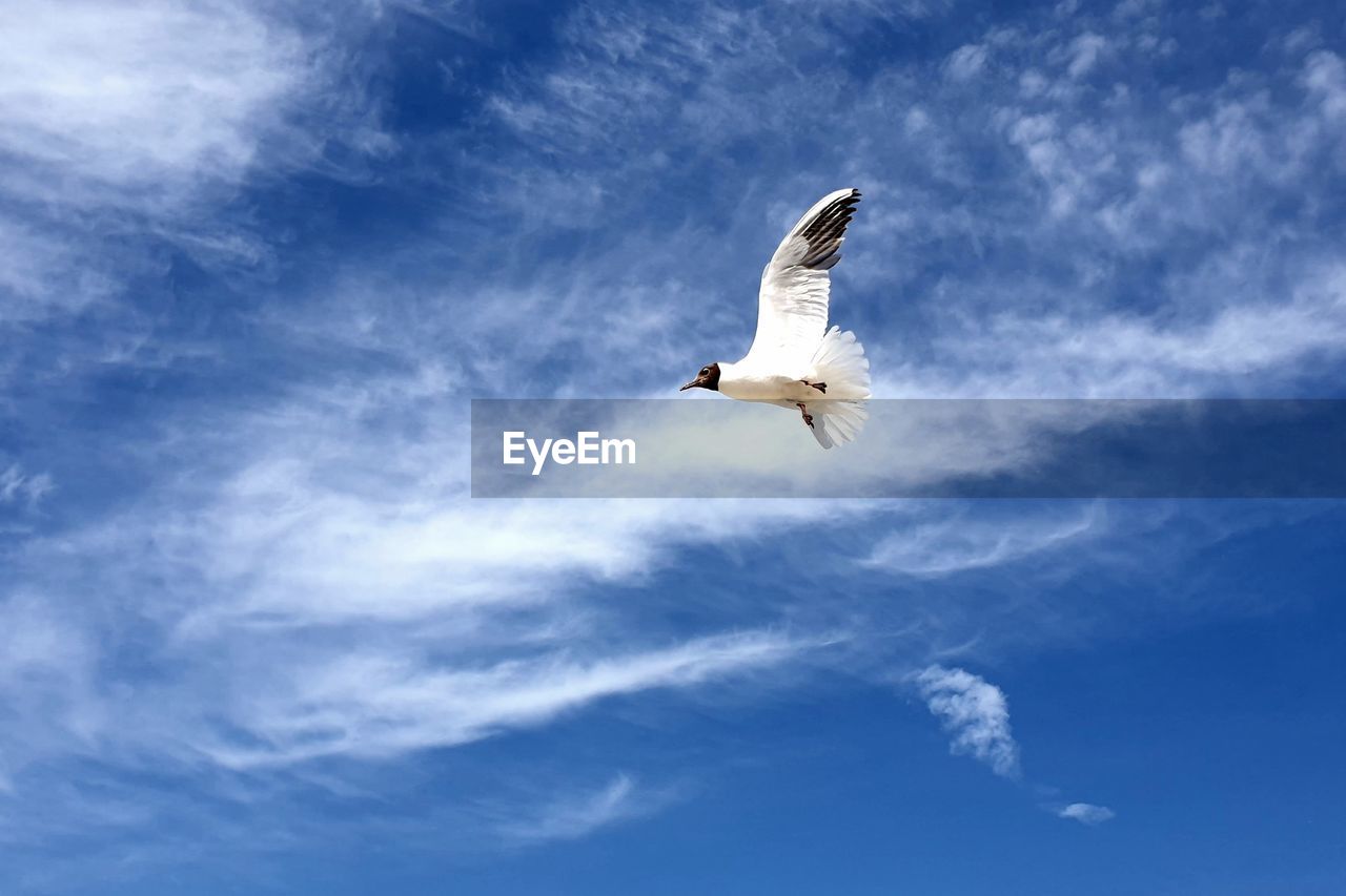 Low angle view of seagull flying in sky