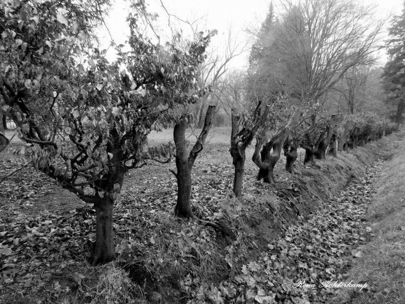 TREES ON FIELD