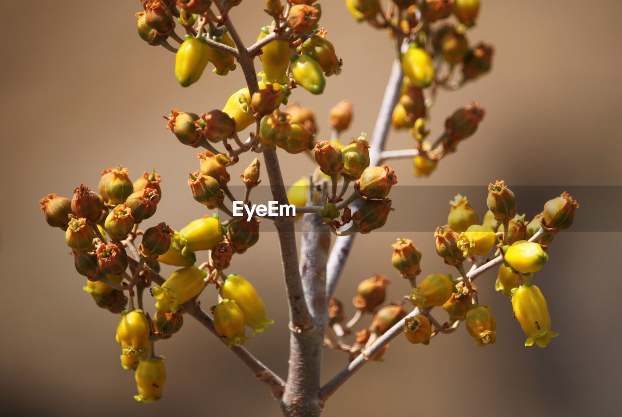 Close-up of yellow flowering plant