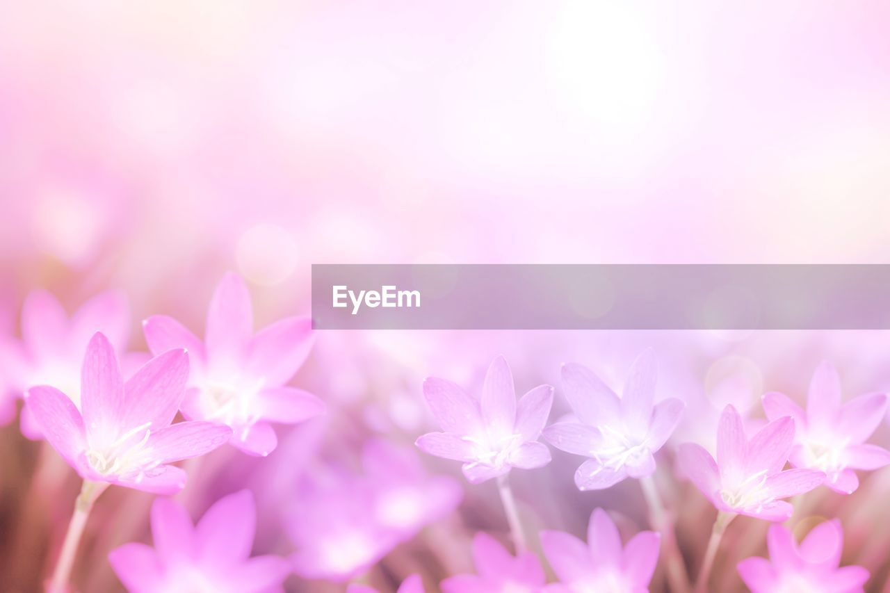 Pink flower rain lily in pastel purple tone with bokeh background copy space