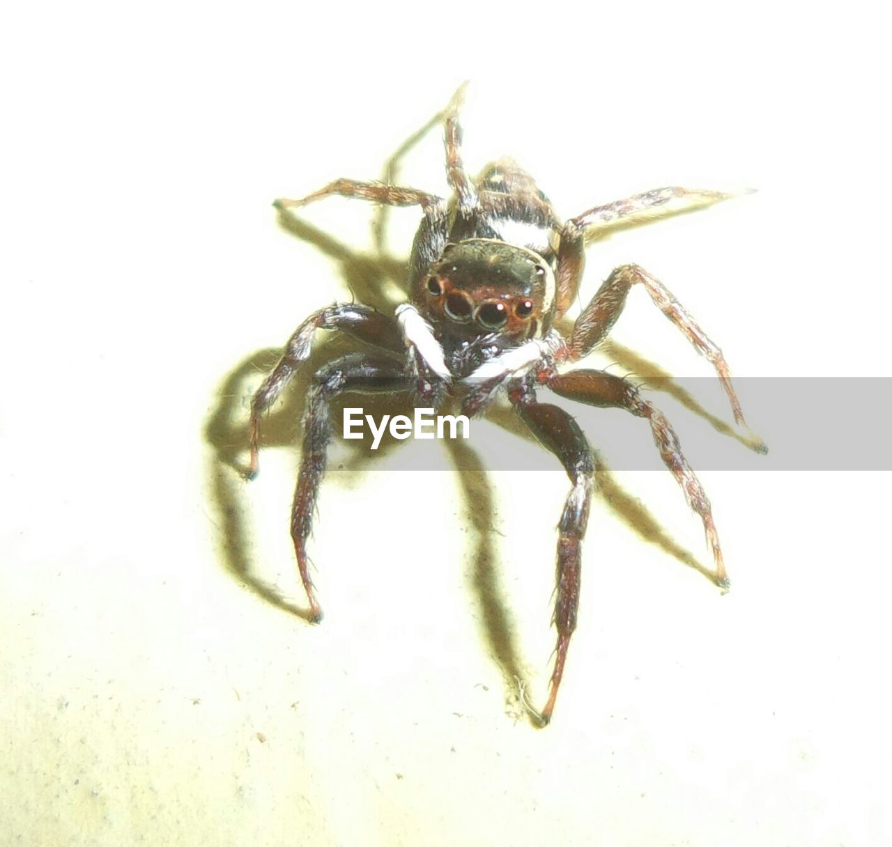 CLOSE-UP OF SPIDER ON WHITE SURFACE