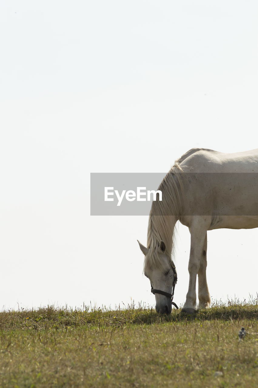 View of horse grazing on field