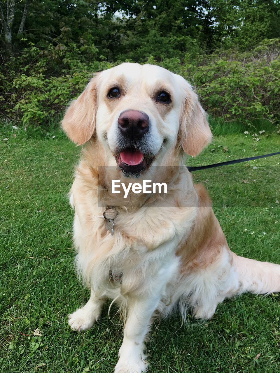 PORTRAIT OF DOG SITTING ON GRASS IN FIELD