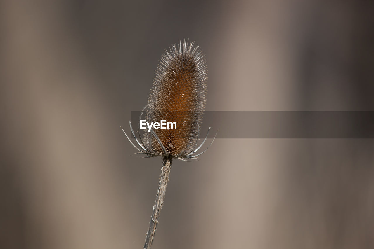 Close-up of dead thistle