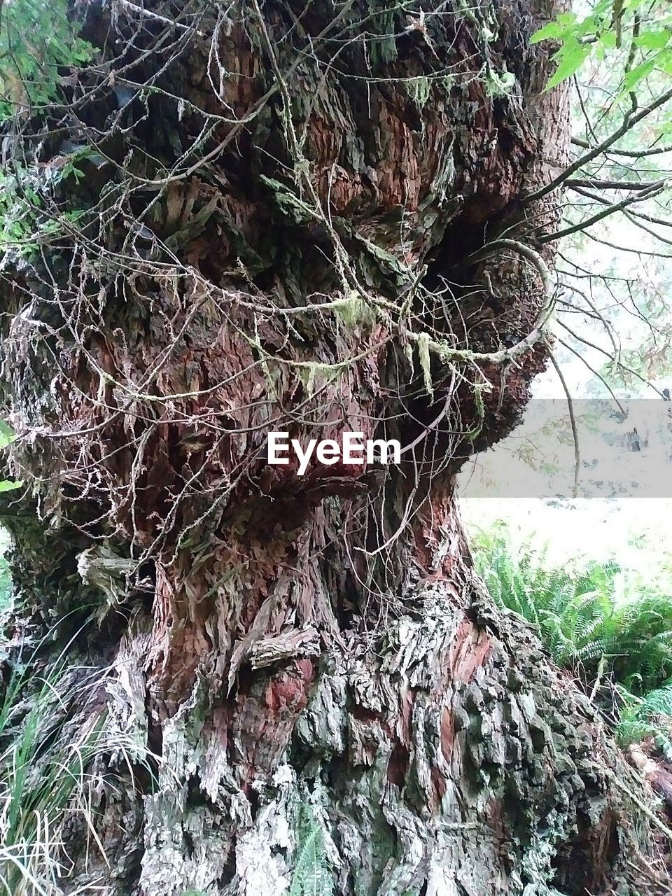 CLOSE-UP OF TREE ROOTS