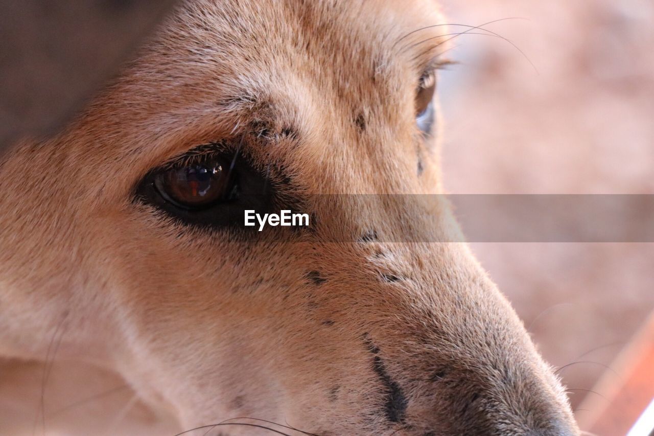 CLOSE-UP OF HORSE EYE LOOKING AWAY