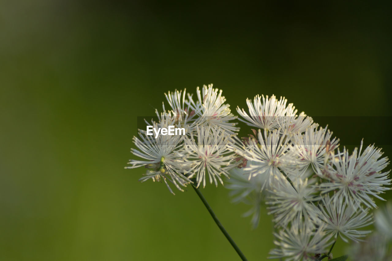 Close-up of flowers blooming outdoors