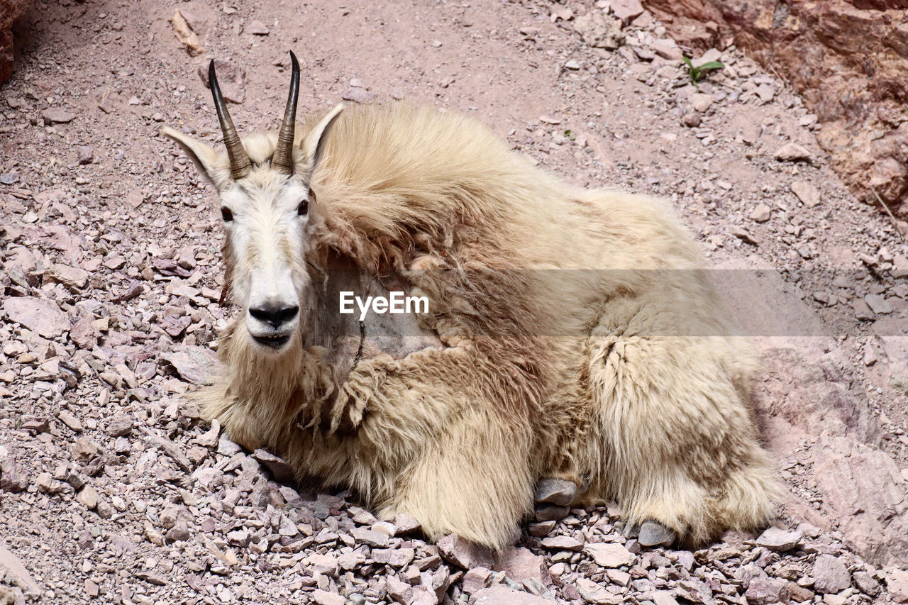 A north american mountain goat resting while shedding its winter coat.