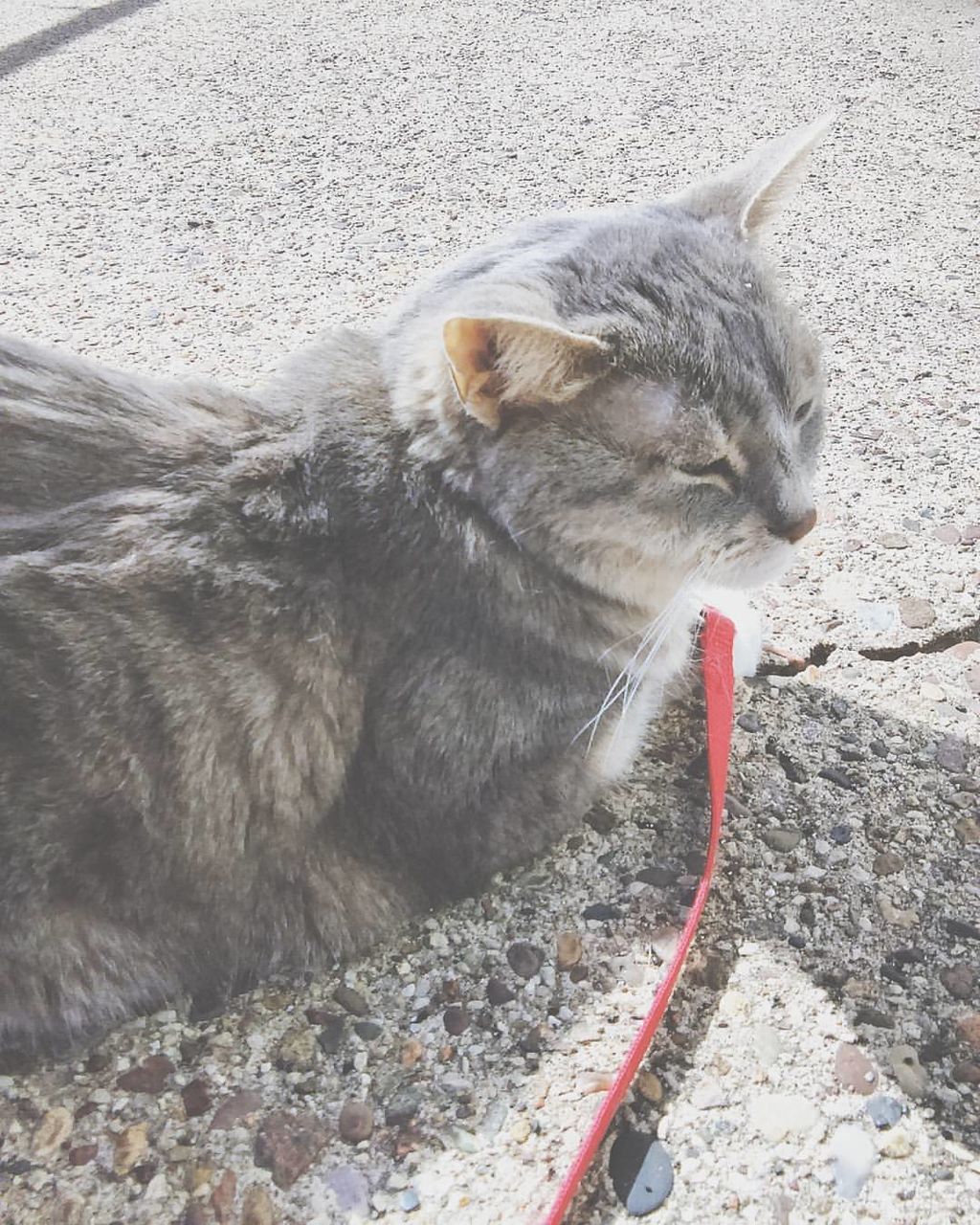 Close-up of cat relaxing on footpath