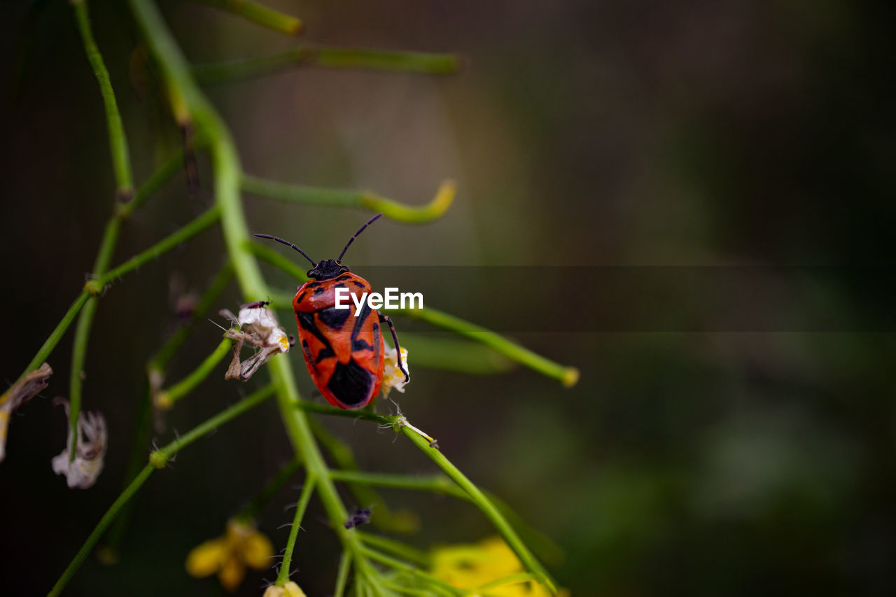 CLOSE-UP OF LADYBUG ON PLANT