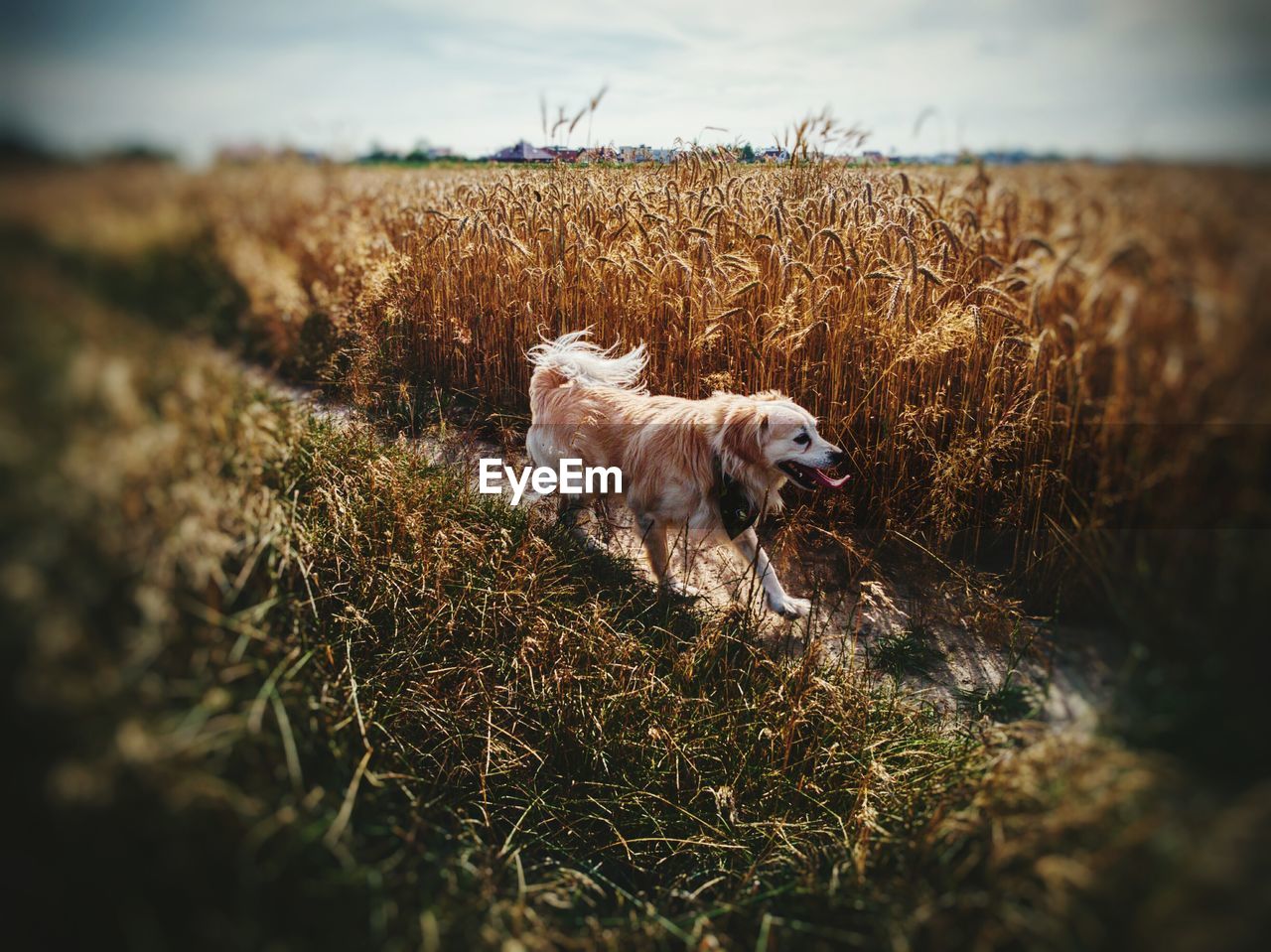 VIEW OF DOG ON FIELD AGAINST SKY