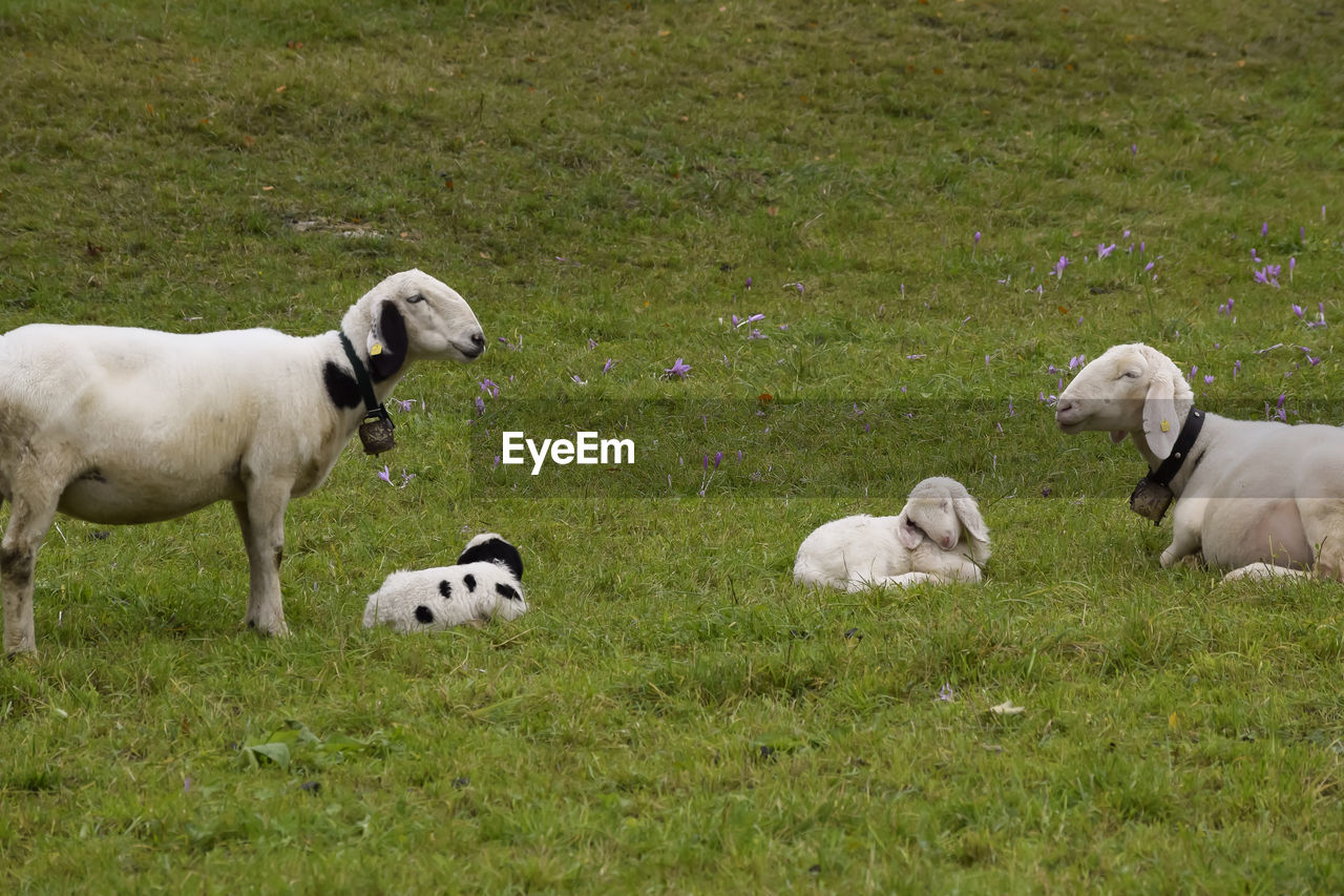 HIGH ANGLE VIEW OF DOGS ON FIELD