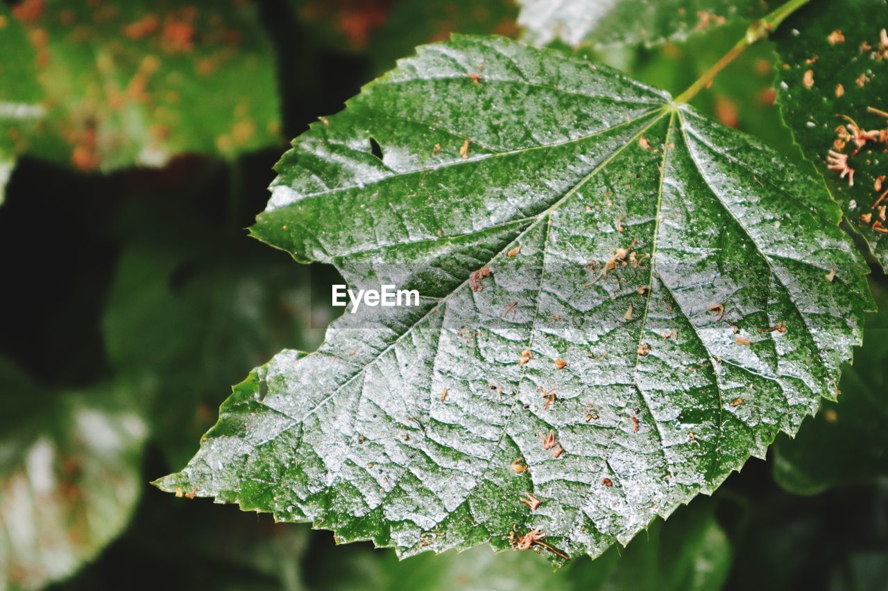 CLOSE-UP OF MAPLE LEAVES