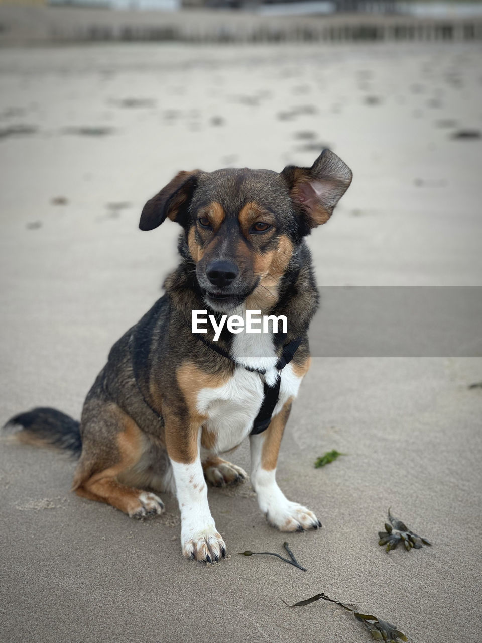 PORTRAIT OF DOG SITTING ON CITY IN BACKGROUND