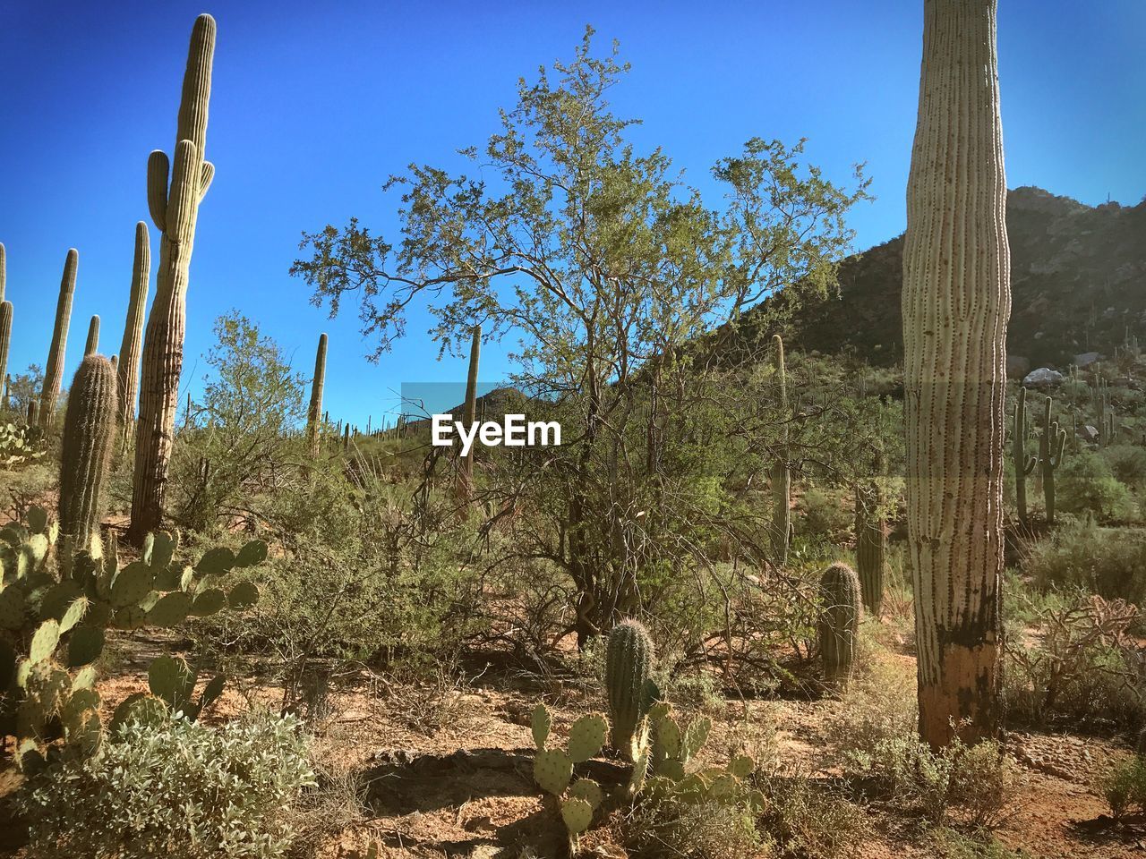 CACTUS PLANTS GROWING ON FIELD