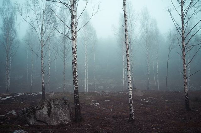 VIEW OF BARE TREES IN FOREST