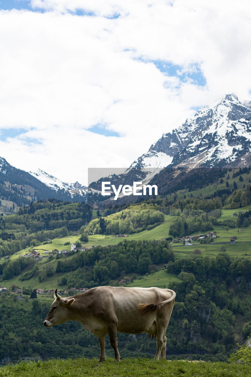 Cow on grassy field against mountains