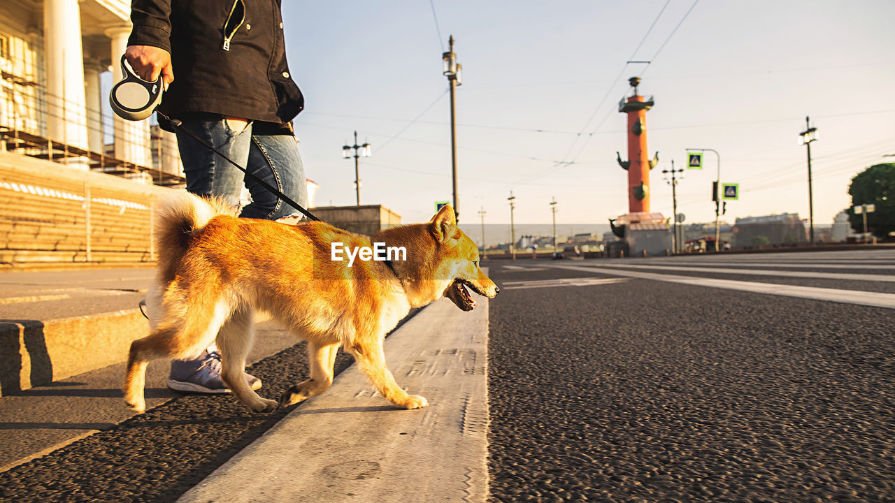 LOW SECTION OF PERSON WITH DOG ON ROAD