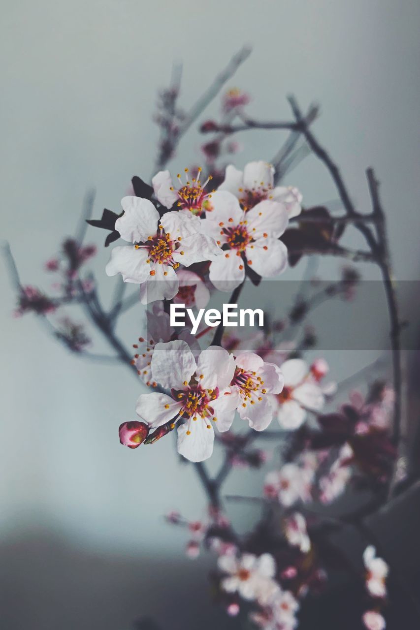 Close-up of cherry blossoms in spring