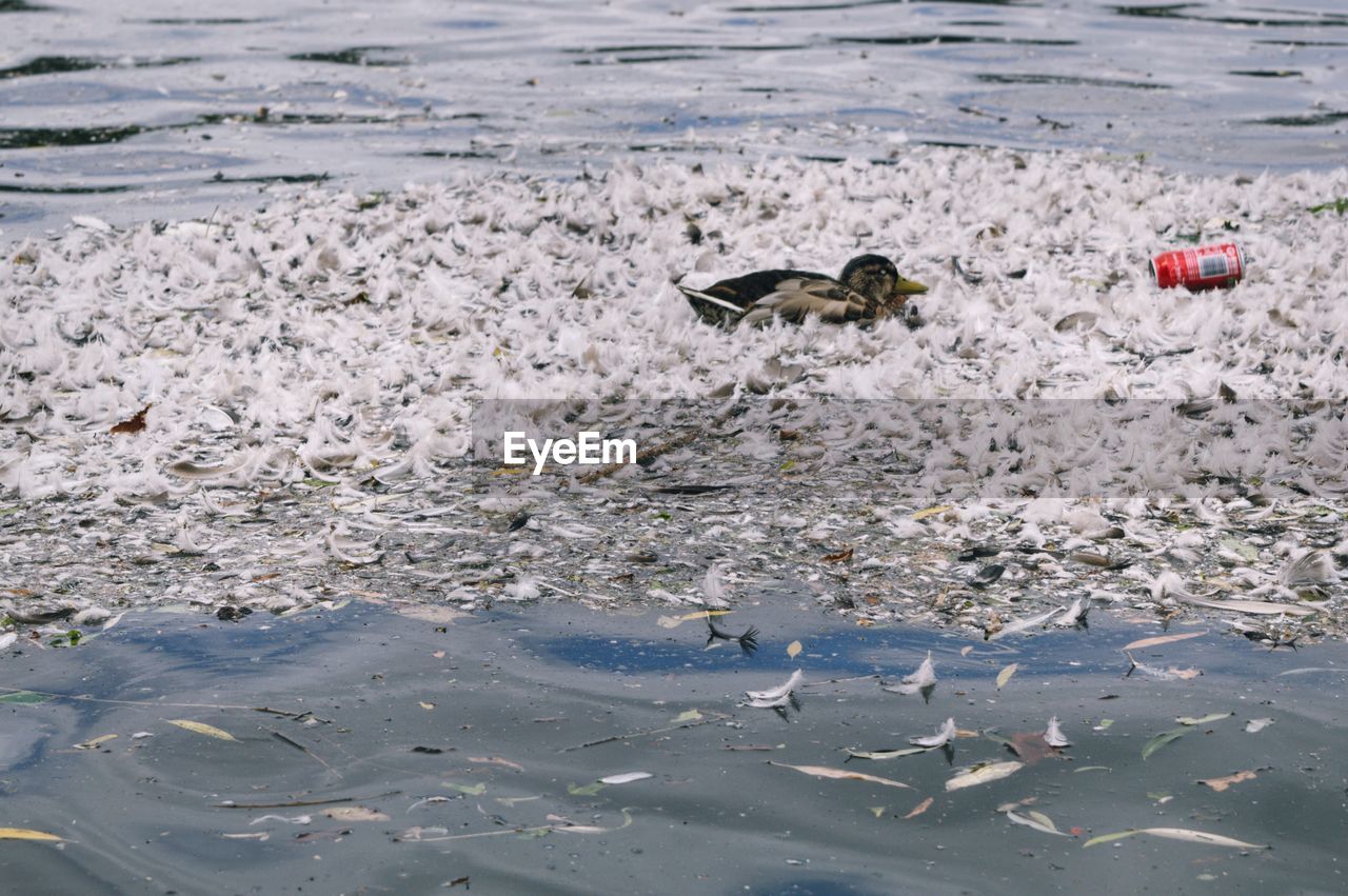 DUCKS SWIMMING ON BEACH