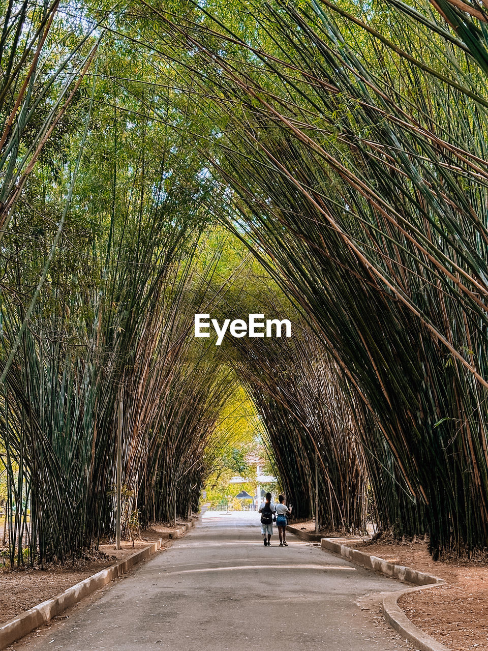 Rear view of people walking on a bamboo forest