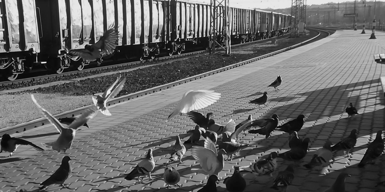 Flock of birds flying against sky