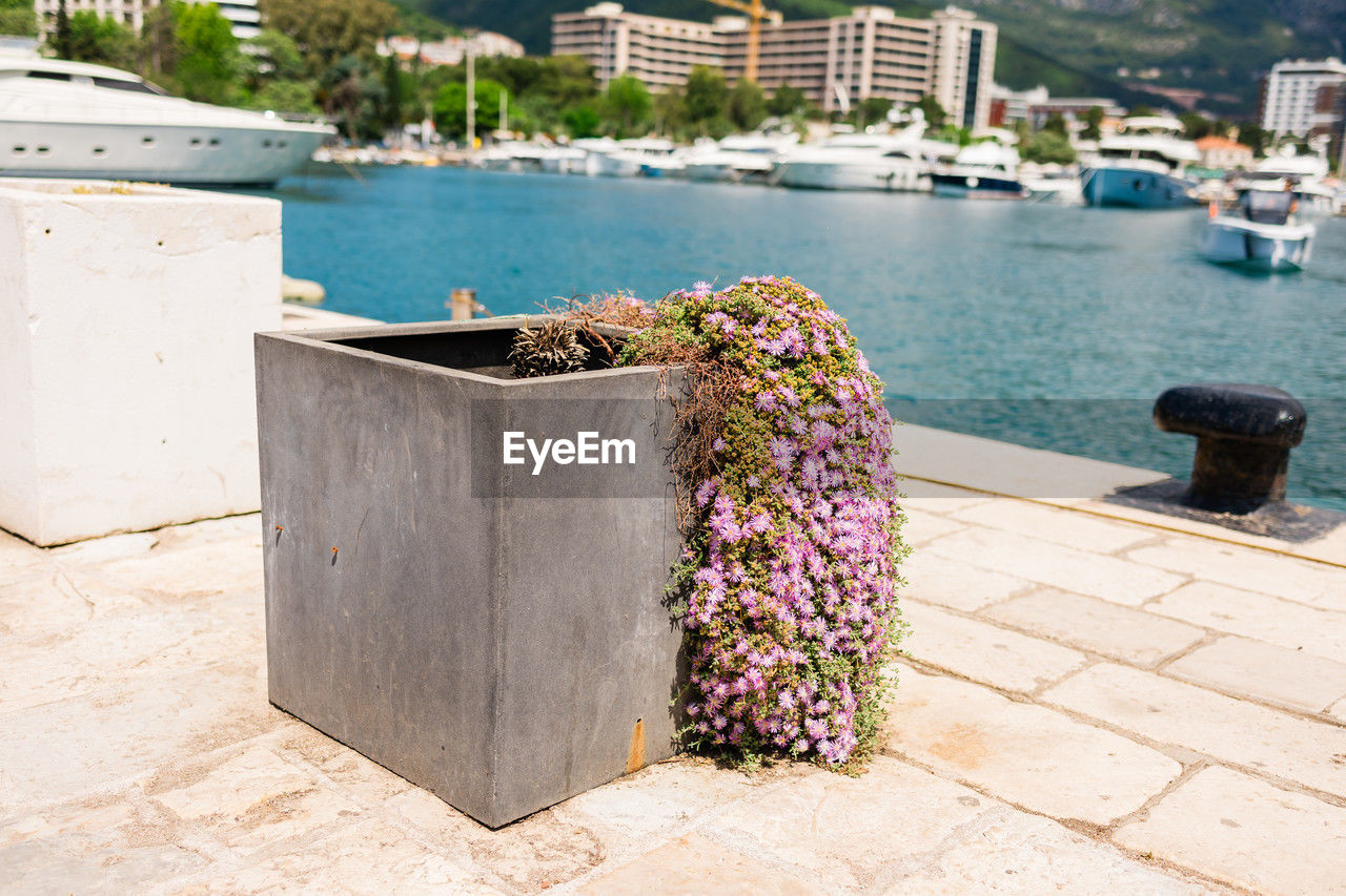 potted plant on footpath