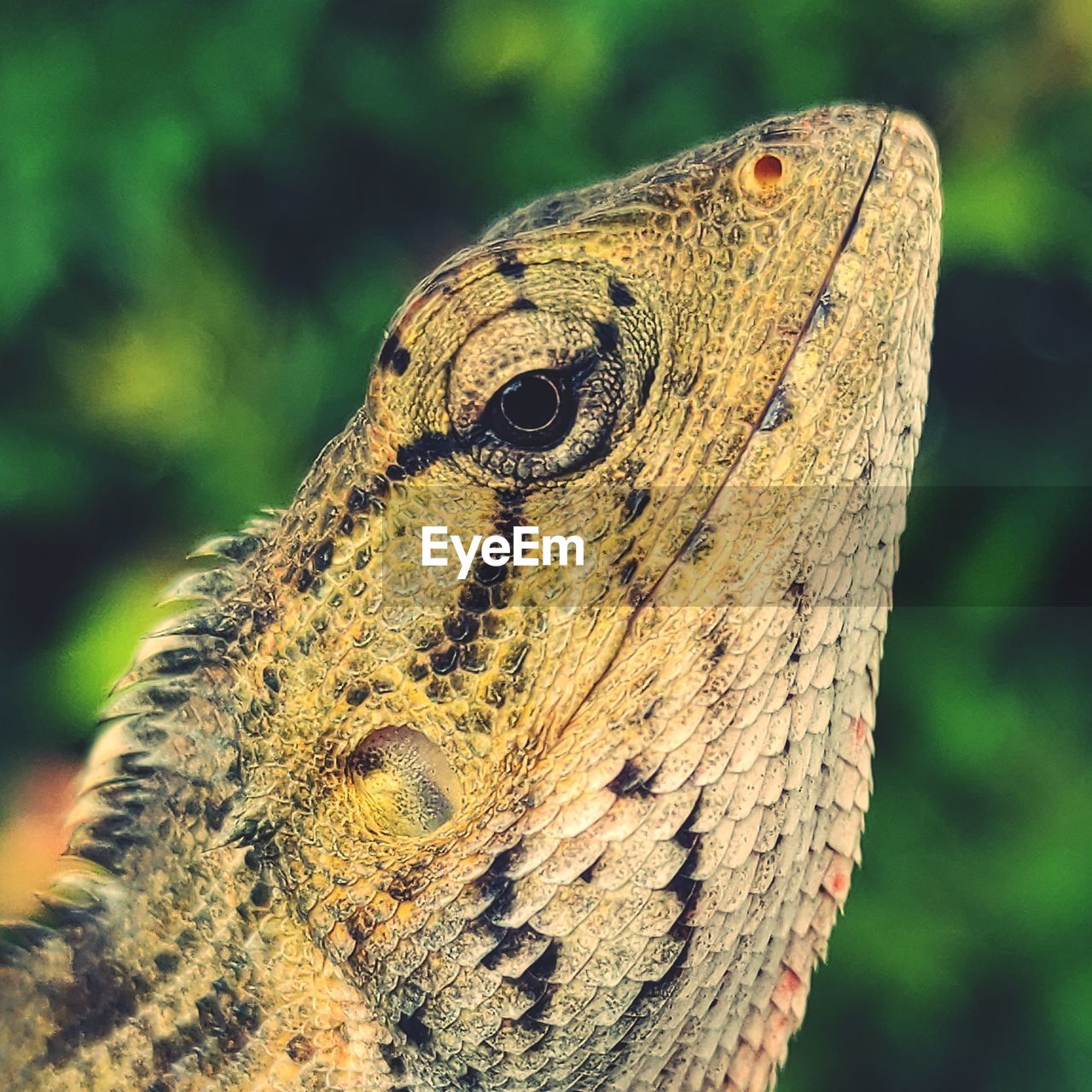 Close up of chameleon