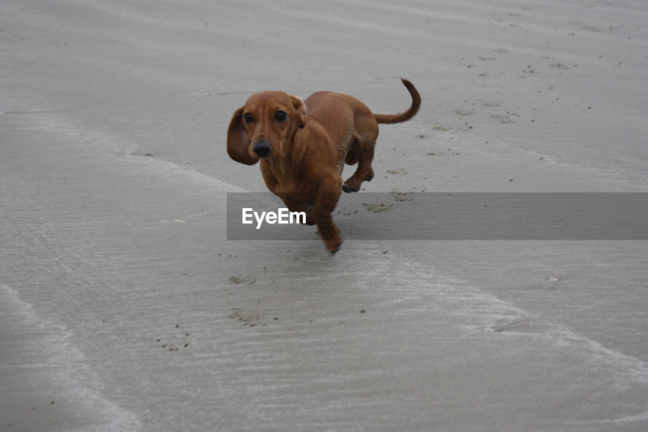 HIGH ANGLE VIEW OF DOG RUNNING ON SANDY BEACH