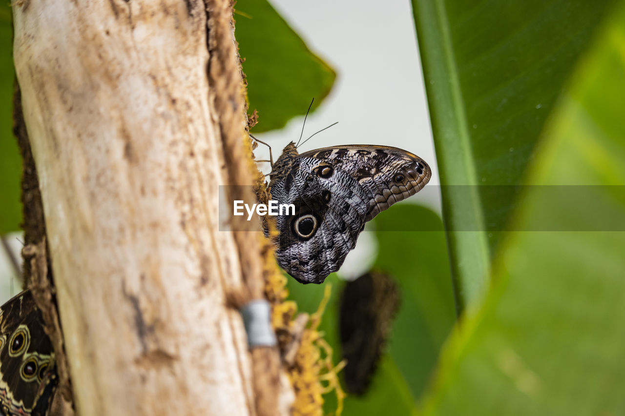 CLOSE-UP OF BUTTERFLY ON LEAF