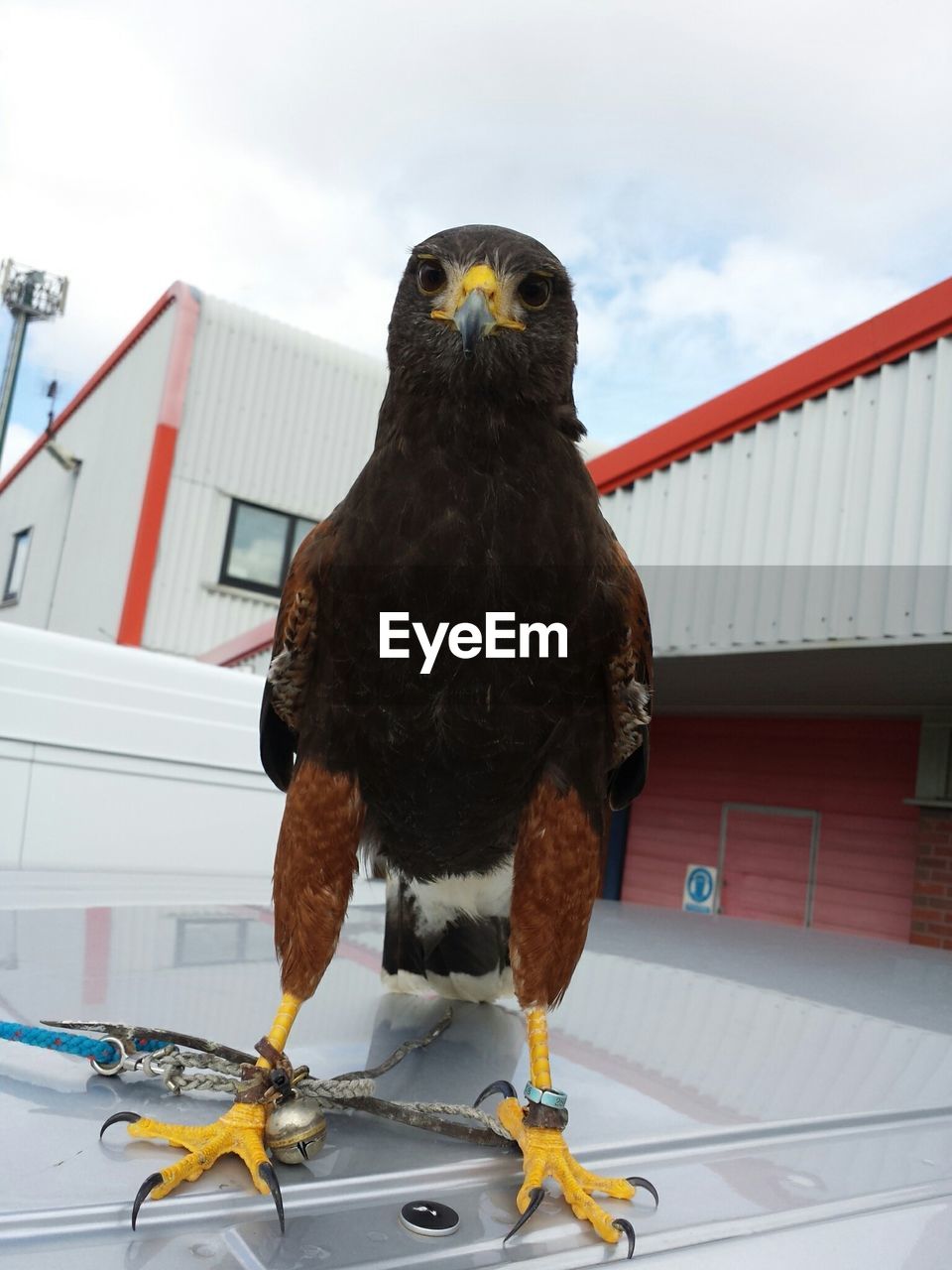 Portrait of tied up eagle against buildings