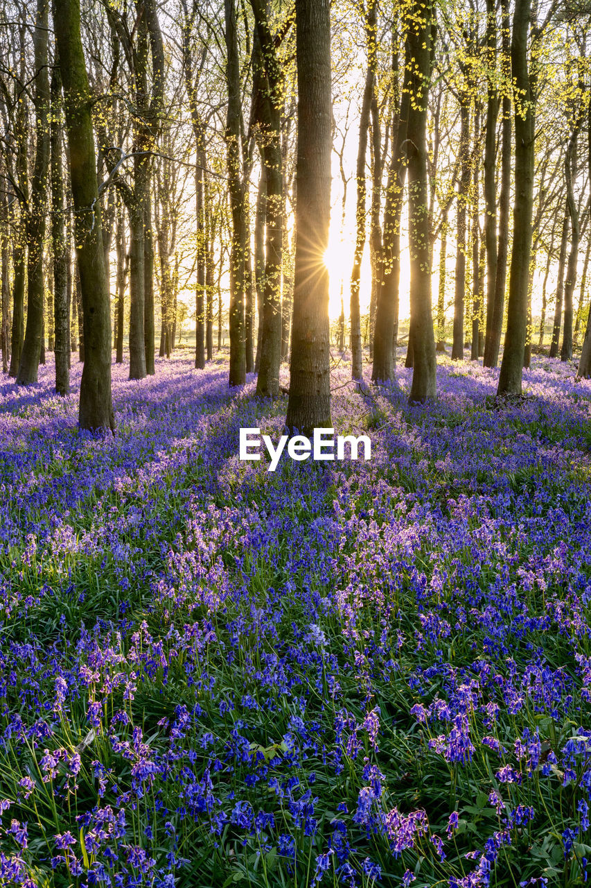 plant, beauty in nature, woodland, tree, flower, flowering plant, land, nature, growth, sunlight, freshness, purple, tranquility, forest, scenics - nature, landscape, meadow, tree trunk, environment, tranquil scene, trunk, sunbeam, field, no people, non-urban scene, natural environment, idyllic, sun, springtime, sky, outdoors, wildflower, abundance, fragility, day, sunset, back lit, blossom, lens flare, summer, rural scene, blue