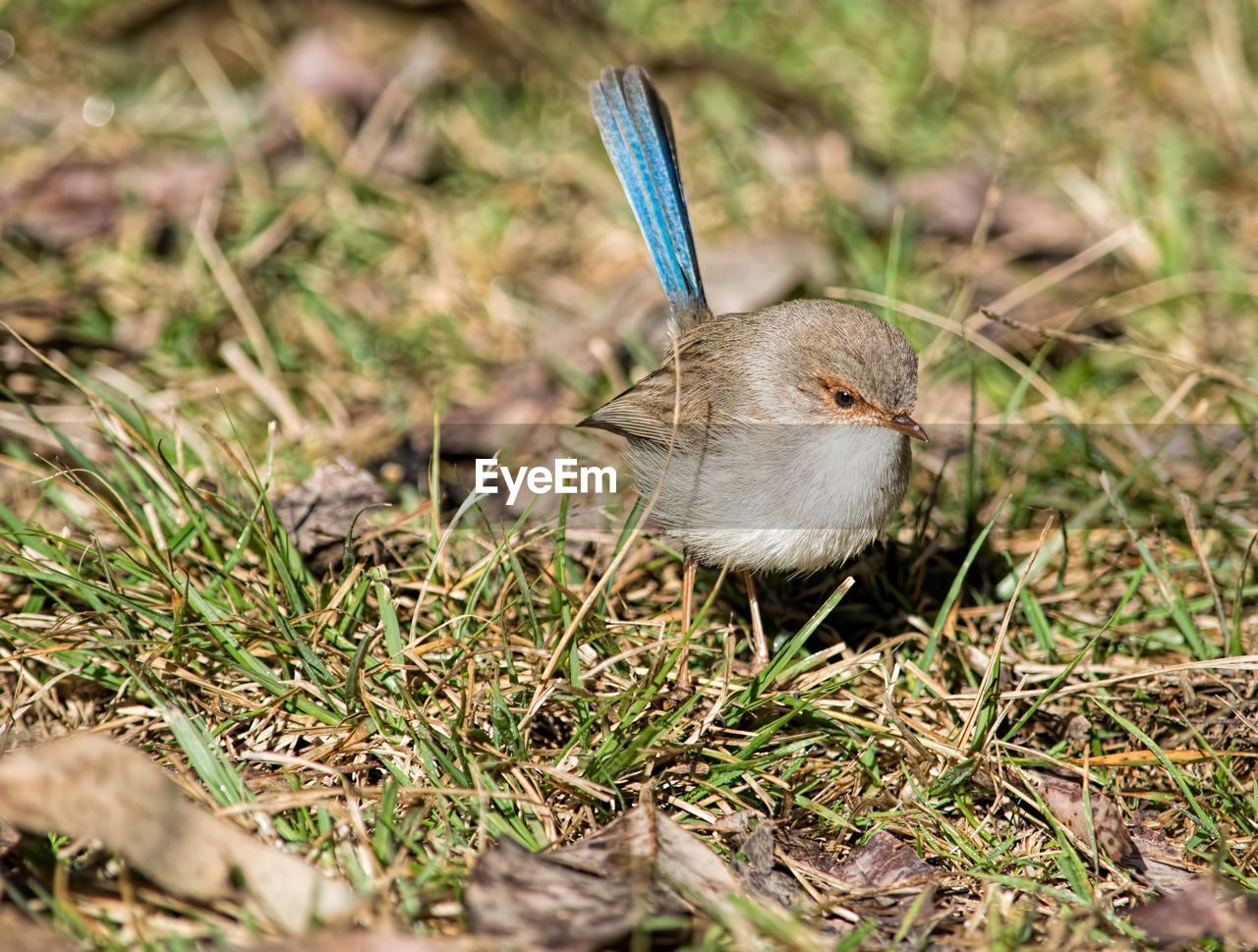 HIGH ANGLE VIEW OF DUCK ON FIELD