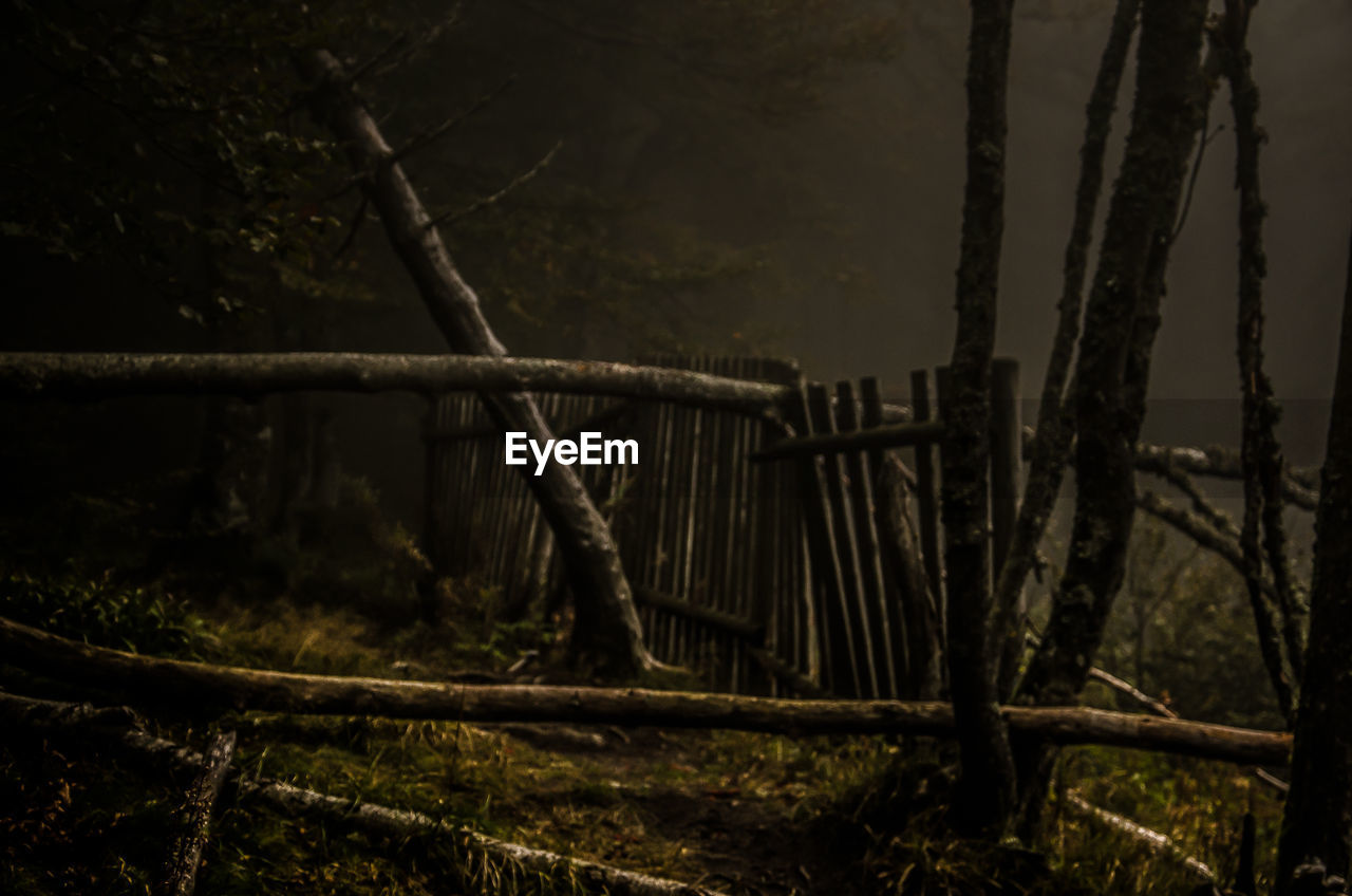 CLOSE-UP VIEW OF TREES IN FOREST