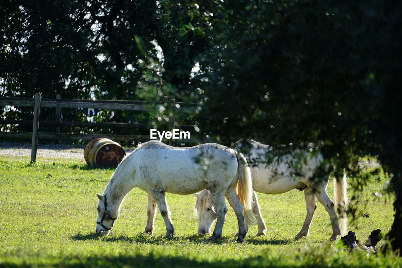 Horses grazing in a field on garda lake