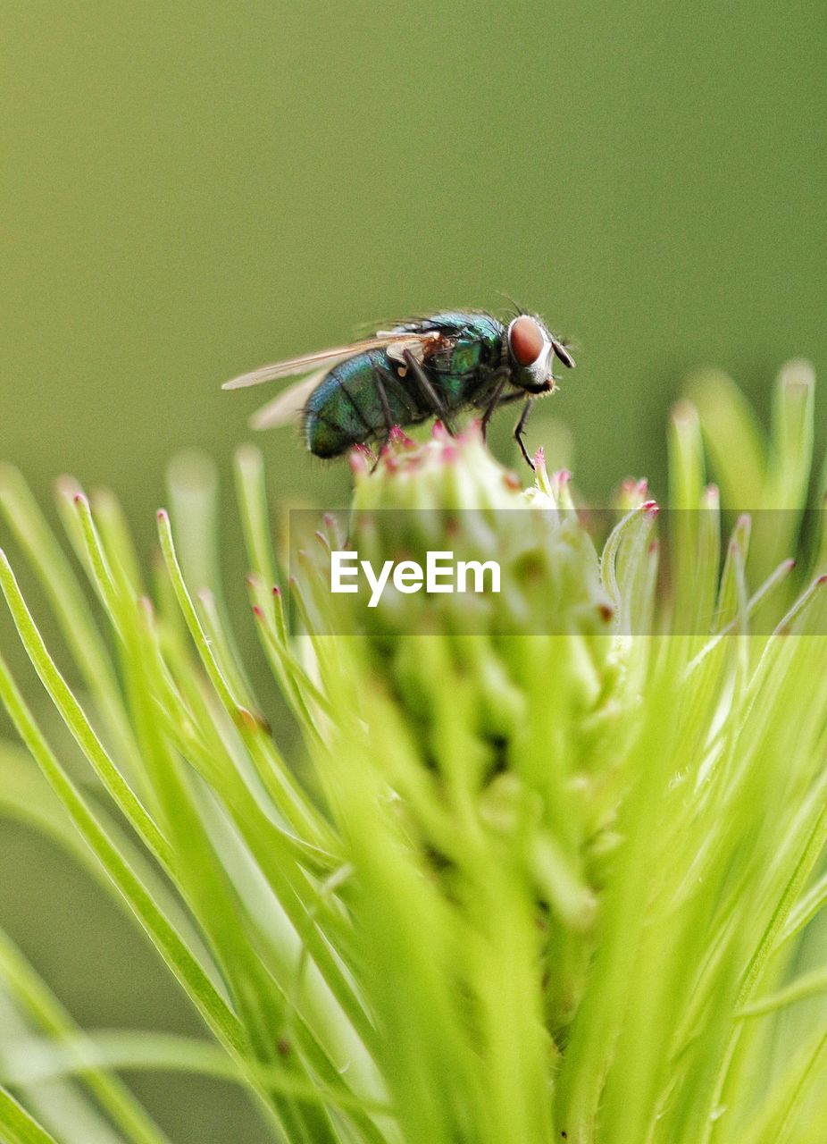 Close-up of housefly on plant