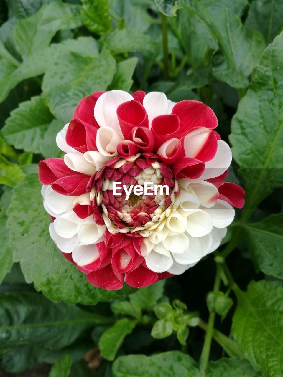 CLOSE-UP OF PINK FLOWER