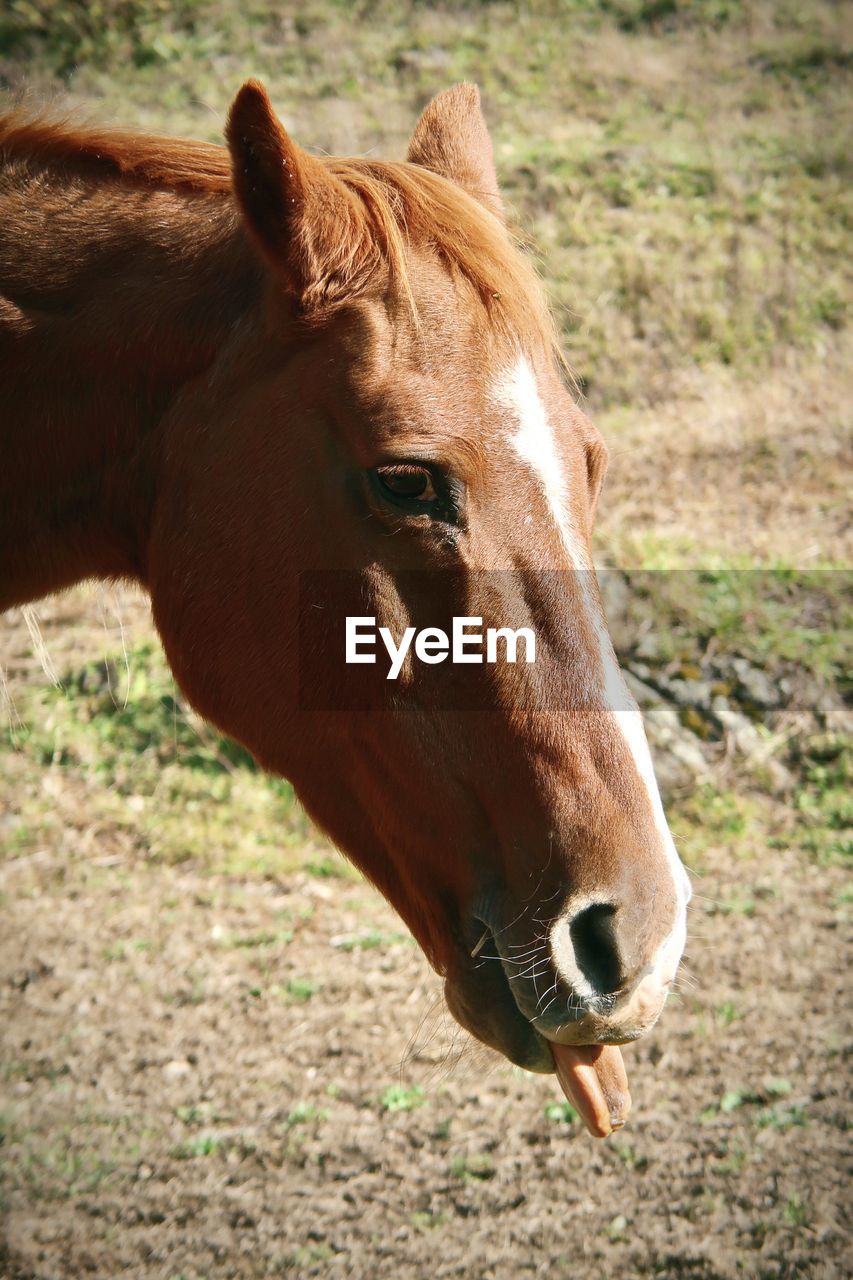 Funny brown horse