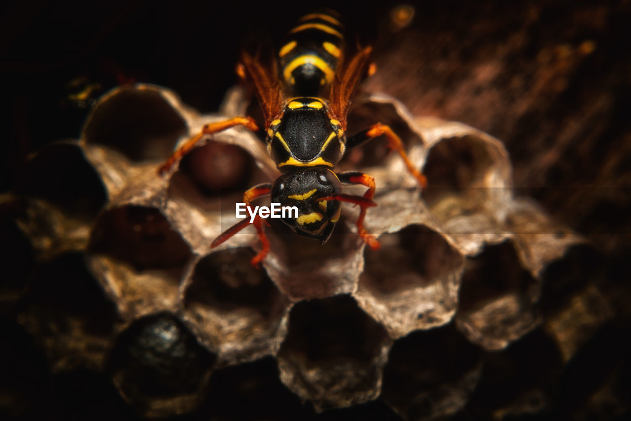 Close-up of wasp on nest