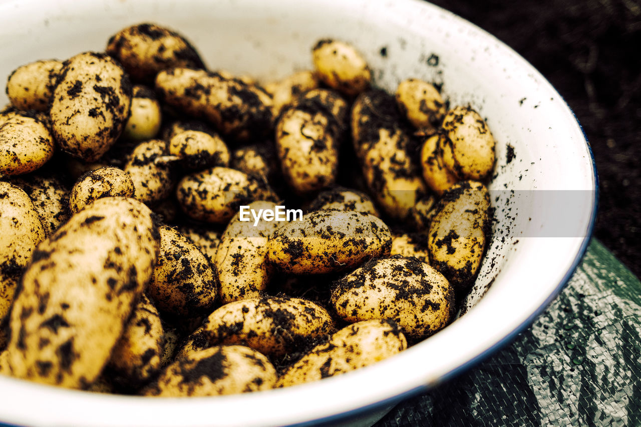 Fresh harvested potatoes