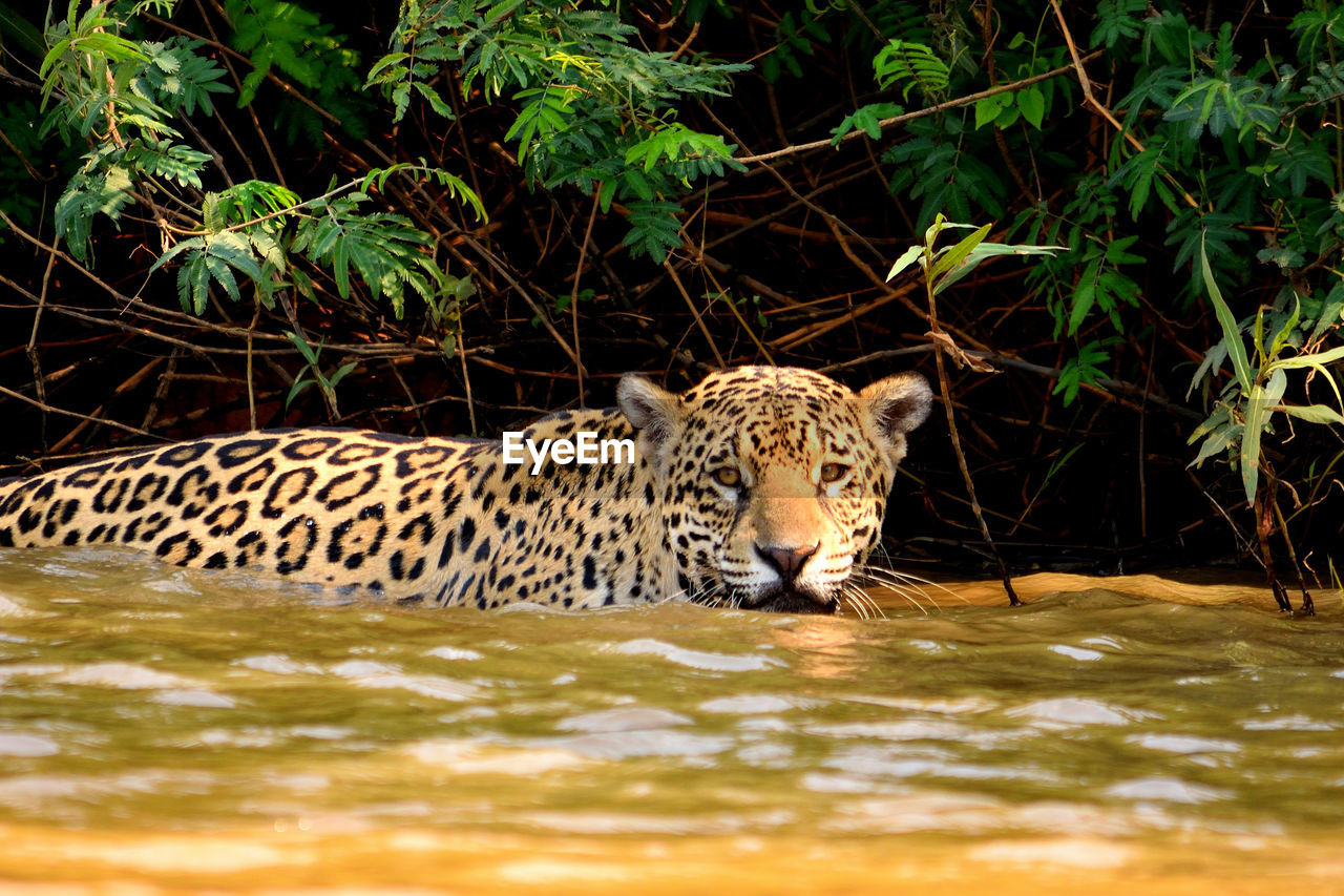 Jaguar female on rio cuiaba riverbank, porto jofre, brazil.