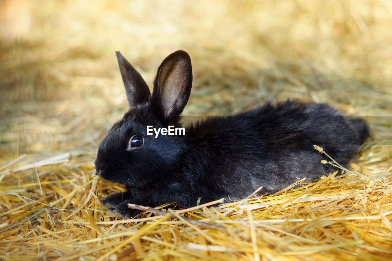 Little black rabbit lying on hay