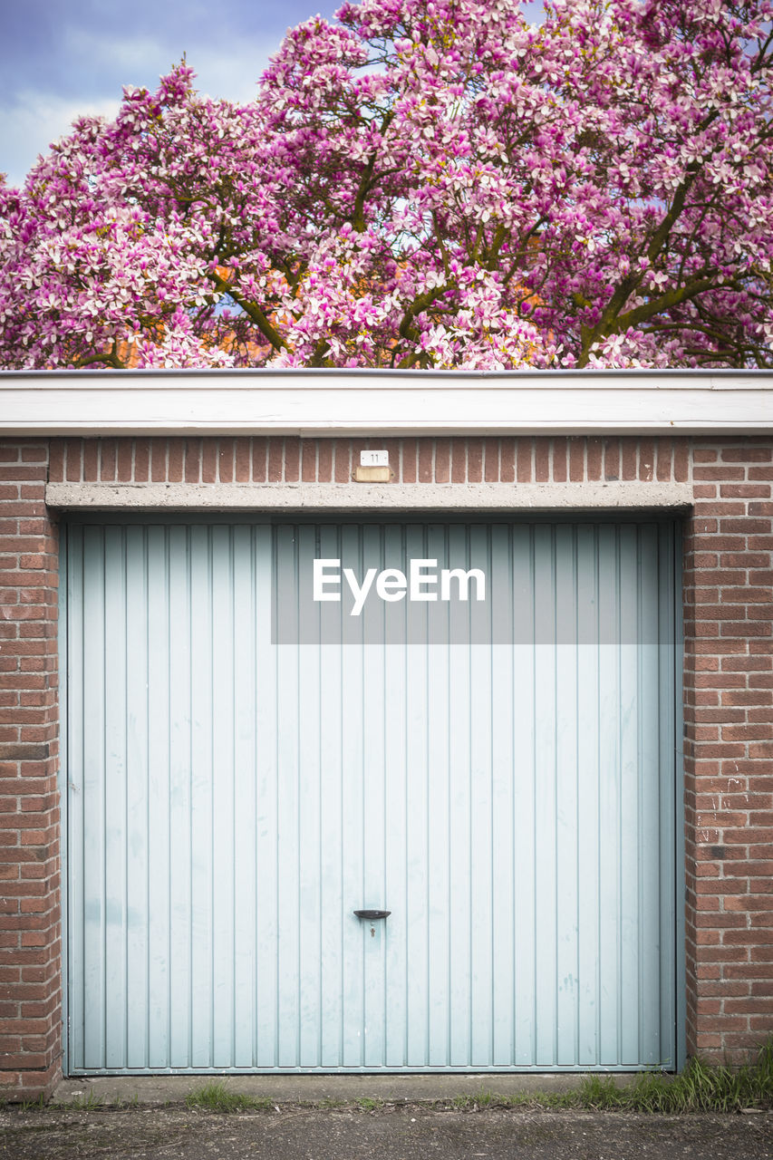 A vibrant pink-blossomed tree over a light blue garage door in springtime