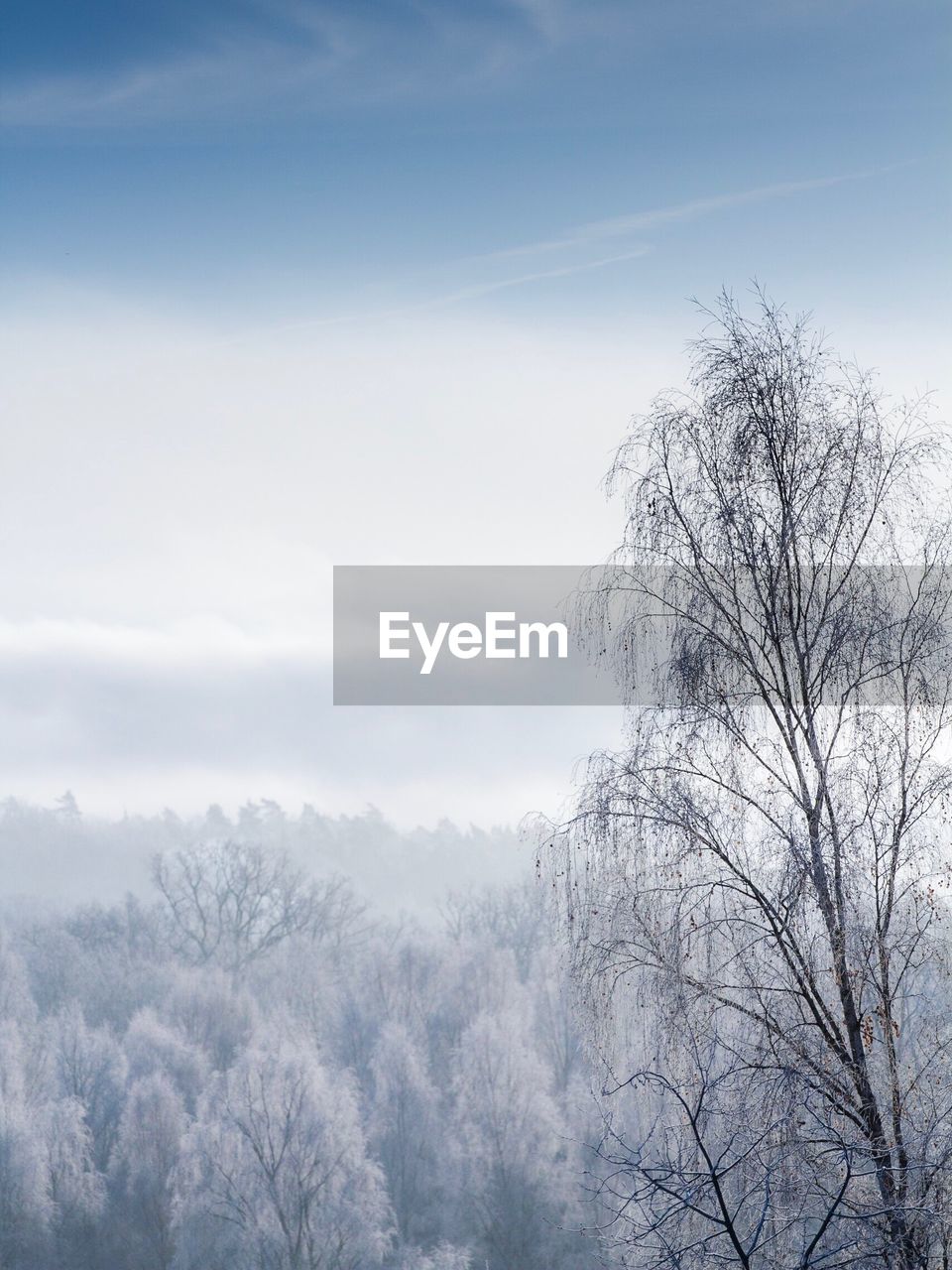 Low angle view of bare trees against sky