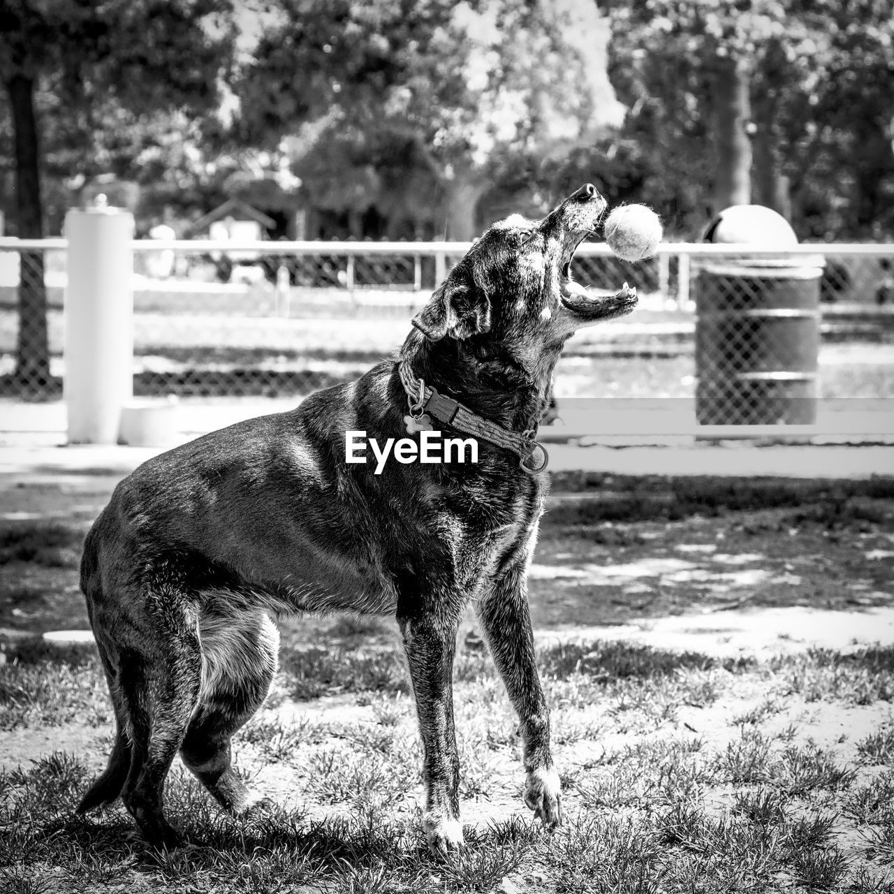 Dog catching ball while standing on field