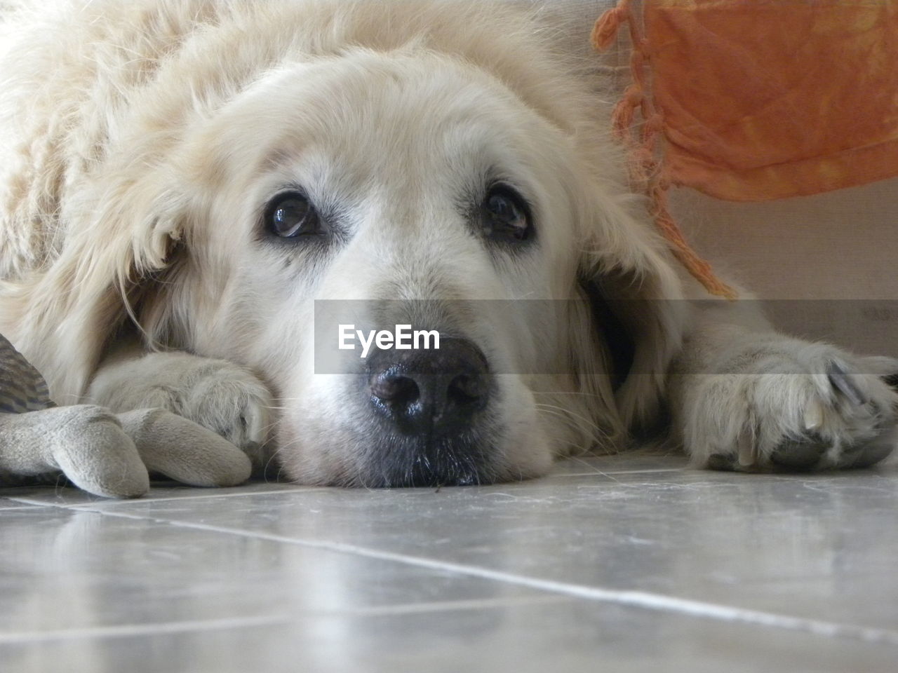 Close-up portrait of dog lying on floor