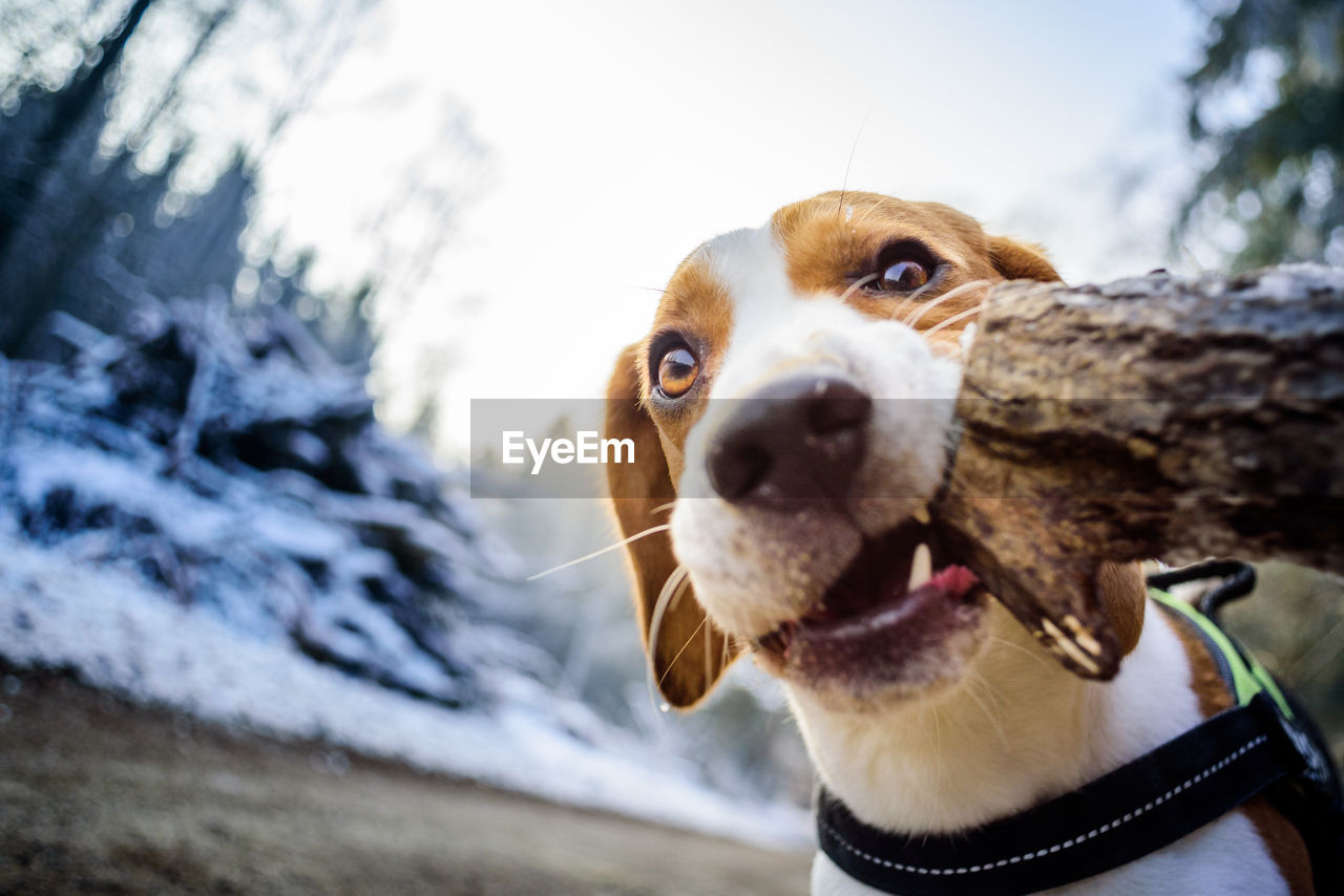 Close-up of dog looking away