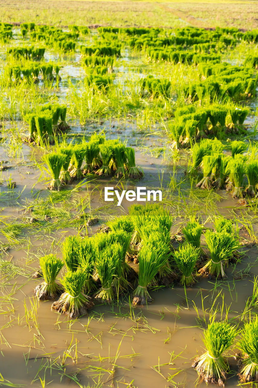 PLANTS GROWING IN LAKE