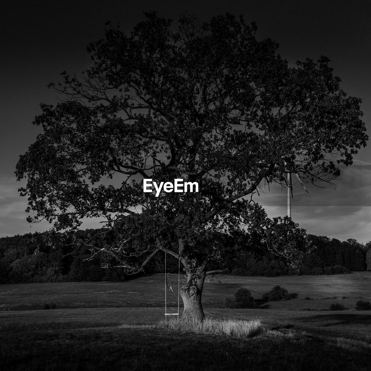 TREE IN FIELD AGAINST SKY