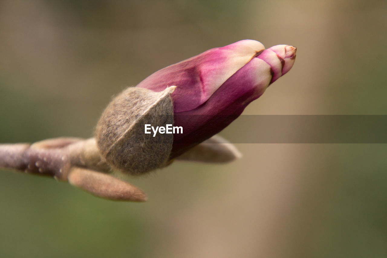 Close-up of pink flower bud